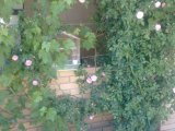 ���� ����� �� ������������� ����, ������� ����-���������